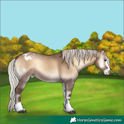 Horse Color:Silver Brown Onyx Blanket 