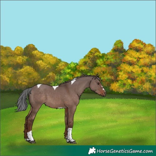 Horse Color:Liver Red Dun Tobiano 
