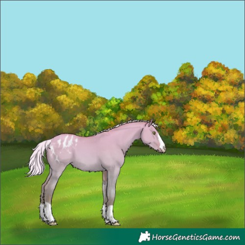 Horse Color:Silver Amber Champagne Dun Blanket 