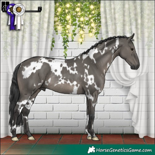 Horse Color:White Spotted Grullo Rabicano 