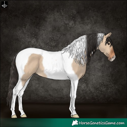 Horse Color:Bay Dun Tobiano 