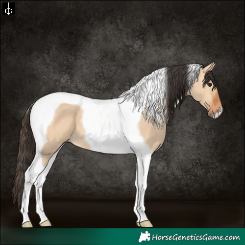 Horse Color:Bay Dun Tobiano 