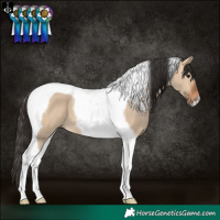 Horse Color:Bay Dun Tobiano