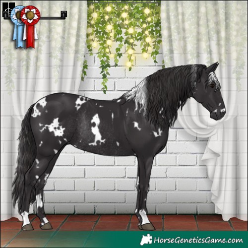 Horse Color:White Spotted Smoky Black Rabicano 
