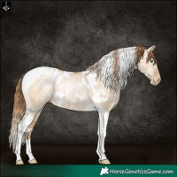 Horse Color:White Spotted Brown Pearl Dun Tobiano