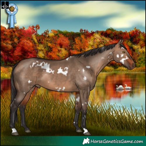 Horse Color:White Spotted Bay Dun 