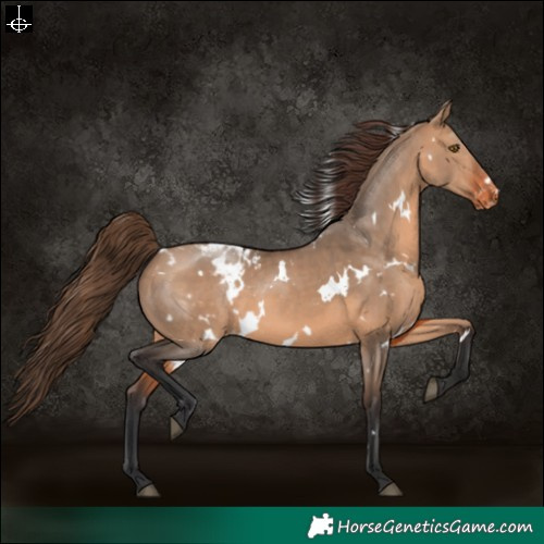 Horse Color:White Spotted Bay Dun Varnish 