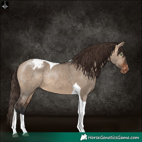 Horse Color:Brown Dun Tobiano Appaloosa Rabicano 