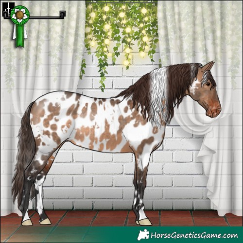 Horse Color:White Spotted Brown Dun Appaloosa Rabicano 