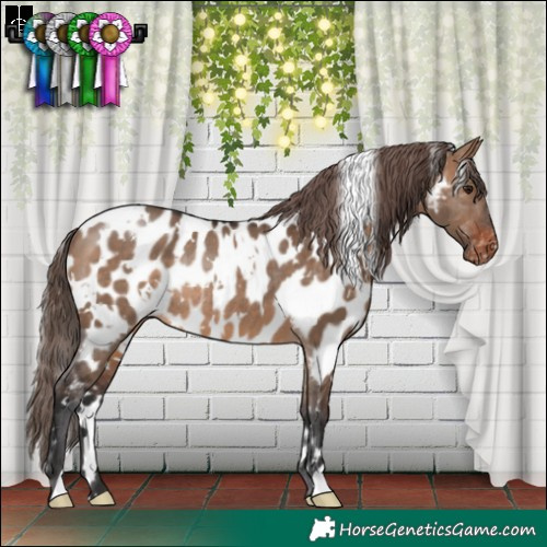 Horse Color:White Spotted Brown Dun Appaloosa Rabicano 