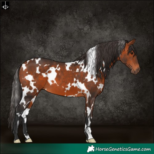 Horse Color:White Spotted Bay 