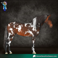 Horse Color:White Spotted Bay 