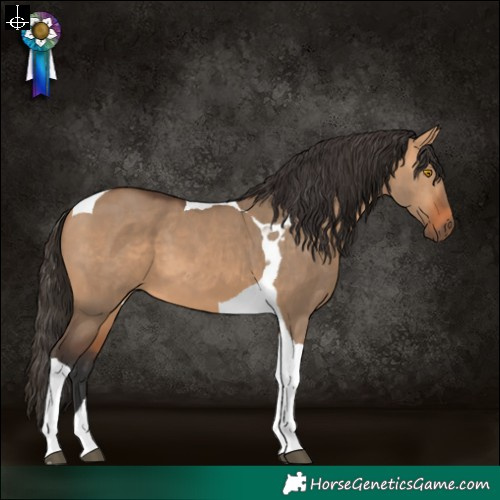 Horse Color:Bay Dun Tobiano 