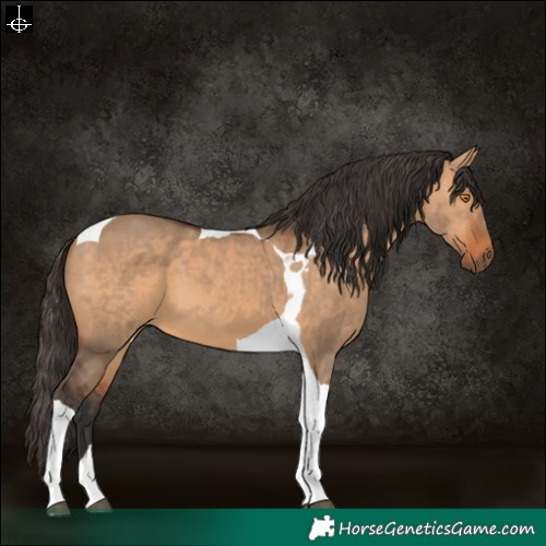 Horse Color:Bay Dun Tobiano 