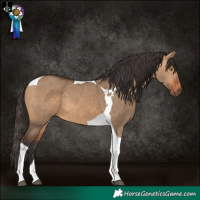 Horse Color:Bay Dun Tobiano 