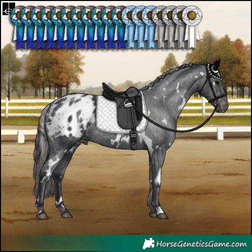 Horse Color:White Spotted Black Blanket Rabicano 