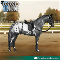 Horse Color:White Spotted Black Appaloosa Rabicano 