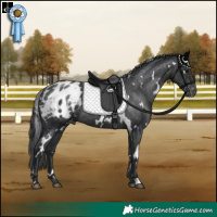 Horse Color:White Spotted Black Appaloosa Rabicano 