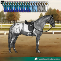 Horse Color:White Spotted Black Appaloosa Rabicano 