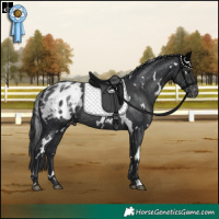 Horse Color:White Spotted Black Appaloosa Rabicano 