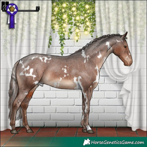 Horse Color:White Spotted Liver Chestnut Appaloosa 