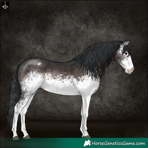 Horse Color:White Spotted Brown Sabino Appaloosa 