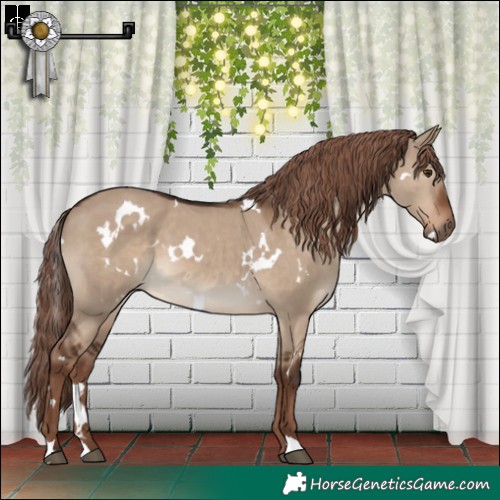 Horse Color:White Spotted Liver Red Dun 
