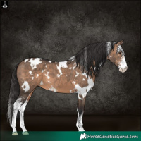 Horse Color:White Spotted Brown Dun Sabino 