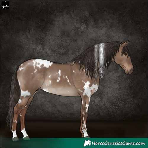 Horse Color:White Spotted Liver Red Dun 