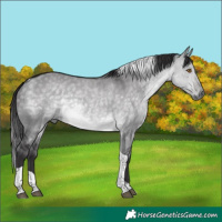 Horse Color:Platinum Buckskin Dun Tobiano 