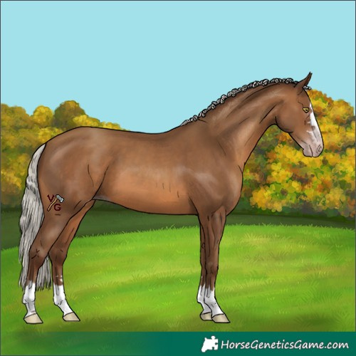 Horse Color:Unknown 
