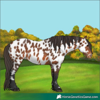 Horse Color:Bay Appaloosa 