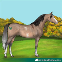 Horse Color:Brown Dun Sabino Rabicano 