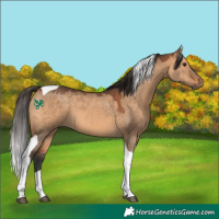 Horse Color:Bay Dun Tobiano 