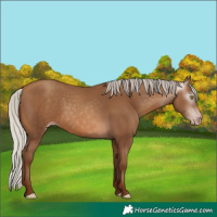 Horse Color:Gray Silver Sable Champagne