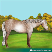 Horse Color:Gray Silver Sable Champagne