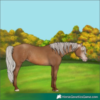Horse Color:Gray Silver Sable Champagne 