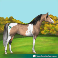 Horse Color:Bay Dun Tobiano 