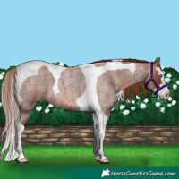 Horse Color:Red Roan Splash Tobiano 