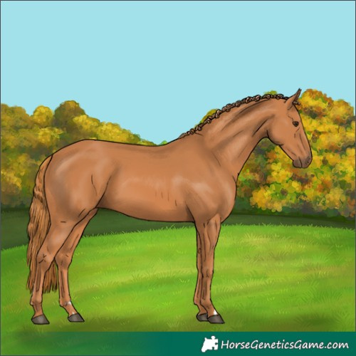 Horse Color:Chestnut 
