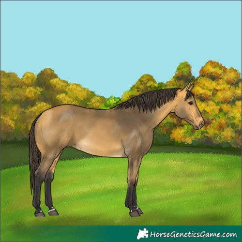 Horse Color:Buckskin 