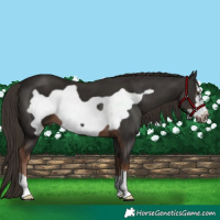 Horse Color:Liver Chestnut Frame 