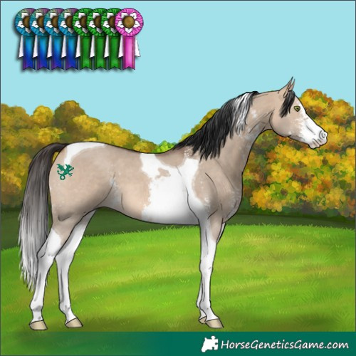 Horse Color:Bay Dun Sabino Tobiano 