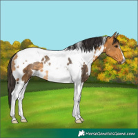Horse Color:White Spotted Buckskin Tobiano Rabicano