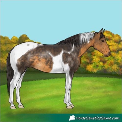 Horse Color:Buckskin Tobiano 