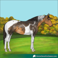 Horse Color:Buckskin Tobiano 
