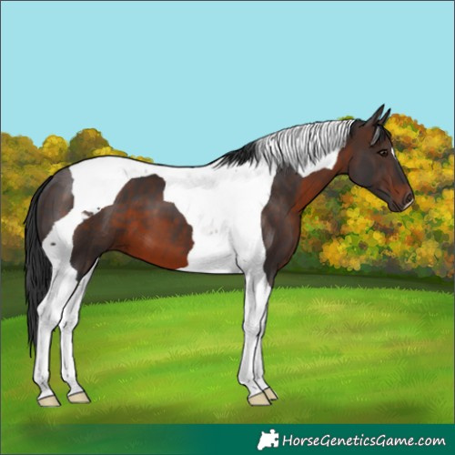Horse Color:Brown Tobiano 