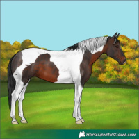 Horse Color:Brown Tobiano