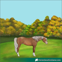 Horse Color:Gray Silver Sable Champagne 
