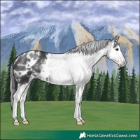 Horse Color:White Spotted Black Splash Rabicano 